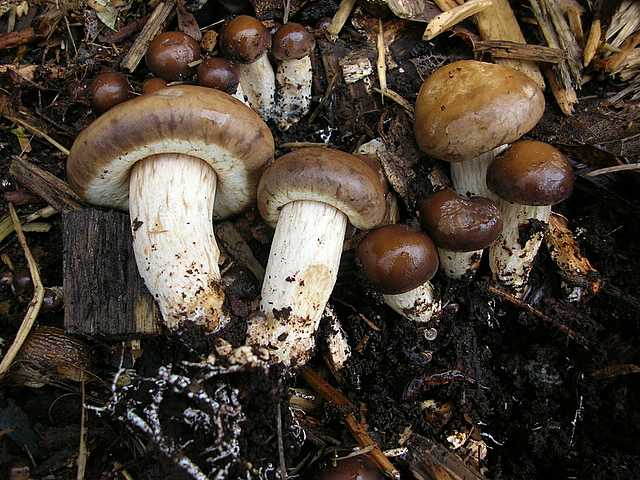 2005 :  Un anno di funghi